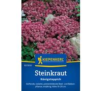 Kiepenkerl Alysson Maritime "Violet" - 1 sachet