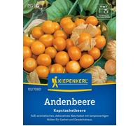 Kiepenkerl Coqueret du Pérou - 1 sachet