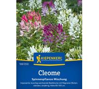 Kiepenkerl Fleur Araignée - Mélange - 1 sachet