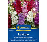 Kiepenkerl Grande Giroflée "Mammut Excelsior" - 1 sachet