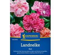 Kiepenkerl Œillet Commun "Ikat" - 1 sachet