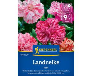 Kiepenkerl Œillet Commun "Ikat" - 1 sachet