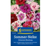 Kiepenkerl Œillet de Chine - 1 sachet