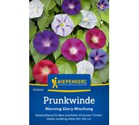 Kiepenkerl Liseron "Mélange Morning Glory" - 1 sachet