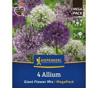 Kiepenkerl Mega Pack Ail d’Ornement Mélange à Grandes Fleurs - 4 pièces