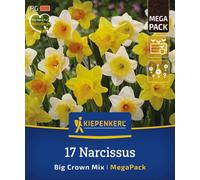 Kiepenkerl Mega-Pack Mélange de Narcisses à Grande Couronne - 17 pièces