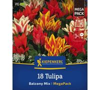 Kiepenkerl Mega-Pack Mélange de Tulipes Botaniques Féerie de Balcon - 18 pièces