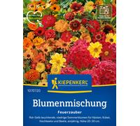 Kiepenkerl Mélange de Fleurs "Feuerzauber" - 1 sachet