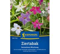 Kiepenkerl Mélange de Tabac Ornemental Sensations - 1 sachet