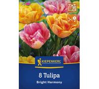 Kiepenkerl Mélange de Tulipes Bright Harmony - 8 pièces