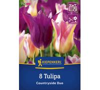 Kiepenkerl Mix de Tulipes Countryside - 8 pièces