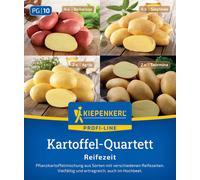 Kiepenkerl Pommes de Terre de Semence - Quatuor "Reifezeit" - 12 pièces