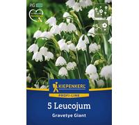 Kiepenkerl Profi-Line Nivéole d’Été Gravetye Giant - 5 pièces