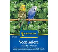 Kiepenkerl Stellaire Intermédiaire - 1 sachet