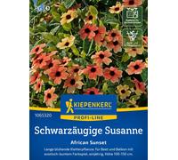 Kiepenkerl Suzanne aux Yeux Noirs "African Sunset" - 1 sachet