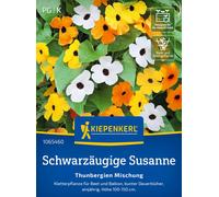 Kiepenkerl Suzanne aux Yeux Noirs "Mélange" - 1 sachet