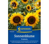 Kiepenkerl Tournesol "Pradomio" - 1 sachet