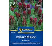 Kiepenkerl Trèfle Incarnat - 1 sachet