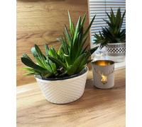 Kimmel Lot de 3 Pots de Fleurs, 12 cm, Blancs, Aspect rotin, décoration de Table