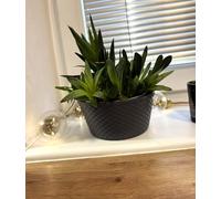 Kimmel Lot de 3 Pots de Fleurs, 12 cm, Couleur : Gris, pour décoration de Table, Arrangements Floraux