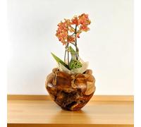 Kinaree Cache-pot rond en bois de racine de teck fait à la main - Design naturel - Pot de fleurs unique en teck massif pour salon ou terrasse
