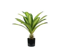 King Collection Plante Dracaena H. 60 cm 19 Feuilles