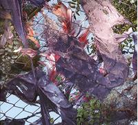 Kingdom - Tears in The Club [Import]