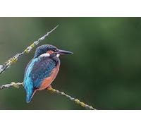 Kingfisher - Coffrets de Puzzles en Bois de 3000 pièces pour Adultes, Cadeaux créatifs, Puzzles Classiques pour Toute la Famille