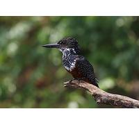 Kingfisher - Puzzle de 6000 pièces : Défis impossibles, Jeu de réflexion d'intérieur (14 Ans+)