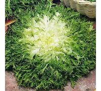 Kings Seeds - Chicorée frisés - Endivia Riccia Chicoree Frisee fine Maraichere - 400 graines