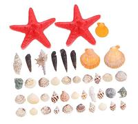 Kisangel Coquillages Naturels pour Décoration Aquarium Ou Micro-Paysage Coquillages De Plage Et Escargots De Mer