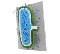 Kisangel Modèle Anatomique de Cellule pour Enseignement des Sciences Modèle de Microbe Éducatif pour Pédagogique pour et Engagement des Étudiants Outil Illustration pour Design pour et