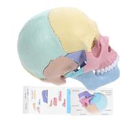 Kisangel Modèle Anatomique Détaillé De Crâne Humain Coloré Détachable pour Garçon Et Filles, Taille Paume, Plastique Éducatif Stem, Outil D'étude D'anatomie Physiologie, Kit Pédagogique Scientifique