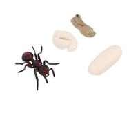 Kisangel Modèle Cycle de Vie Fourmi Rouge Éducatif Simulation Croissance Insecte Cognition Garçon Fille Cadeau Garçon Fille