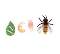 Kisangel Modèle de Cycle de Croissance Abeille Éducatif Réaliste pour Garçon Fille Figurine Insecte Miniature Apprentissage