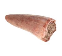 Kisangel Modèle de Dent de Dinosaure Fossilisé pour Éducation et Collection Accessoire Préhistorique pour Salle de Classe et Expositions Scientifiques