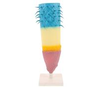 Kisangel Modèle de Profil racinaire : modèle d'anatomie longitudinale des Racines, Jouets éducatifs, Accessoires de Structure du maïs pour l'enseignement Scolaire, l'étude et