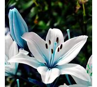 kiskick 1 sac de graines florissantes résistantes aux maladies, graines de fleurs bleues accrocheuses pour le jardinage, cadeau pour hommes, femmes et enfants Graines de Lys Bleu