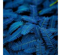 kiskick 10/20/50 pièces uniques bleu Mimosa Pudica graines jardin bonsaï plantes décor à la maison jardinage cadeaux pour femmes et hommes Mimosa Pudica # 50pcs