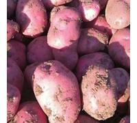 kiskick 100Pcs Graines De Pommes De Terre à Peau Rouge, Jardin Nutritif Délicieux Potager Plante - Cultivez Votre Propre Kit Graines de Pomme de Terre