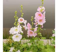 kiskick 50 pièces/Sac graines de Fleurs Facile à Planter arrosage Moyen graines de Rose trémière de Couleur Mixte Outil de Plantation pour Balcon graines à Haut rendement pour la Croissance des