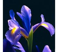 kiskick Graines d'iris reticulata hollandais plante balcon jardin bonsaï fleur décor de bureau à domicile facile à cultiver en intérieur et en extérieur. Cadeaux de jardinage de Noël Graines d
