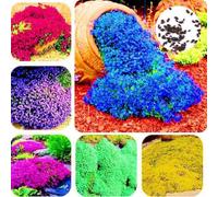 kiskick Pack de Jardin graines d'herbes pour la Plantation et l'extérieur, 300 pièces Couvre-Sol de Jardin Tapis Fleur Vivace décor de Plante graines de cresson de Roche Vert Graines de cresson
