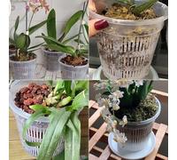 Kit 10 pots à orchidées transparents conçus pour un développement optimal des racines (190 mm)