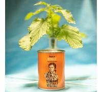 Kit à semer simone veil