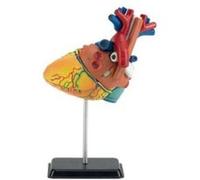 Kit anatomie - X-Ray : Coeur G