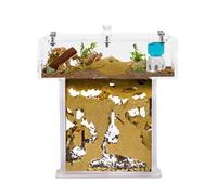 Kit ANTHOUSE Fourmelière de Sable Acrylique en Forme de T Mini - Sandwich 14x5x14 cm et Boîte de Fourragement - Fourmilière avec Fourmis Vivantes Incluses (Reine, Ouvrières, Œufs et Larves)