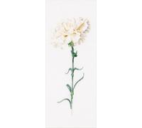 Kit au point de croix compté Thea Gouverneur "Carnation White Evenweave", 17x42cm