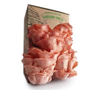 Kit Bio pour la Culture de Champignons | Set de Culture de Champignons | 100% Biologique | Sans OGM | Culture Toute l’Année | Champignons d’Intérieur | Pulvérisation Quotidienne