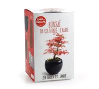 Kit Bonsaï - Erable rouge